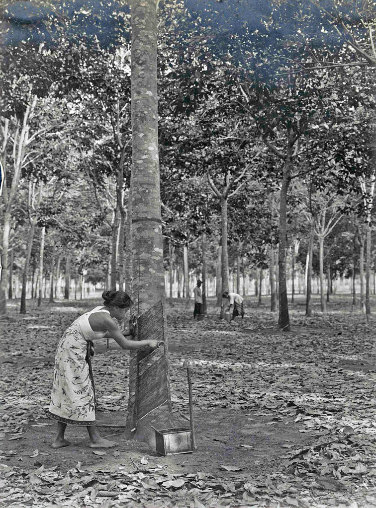 Detail of Sumatra indonesia rubber tapping woman by Anonymous
