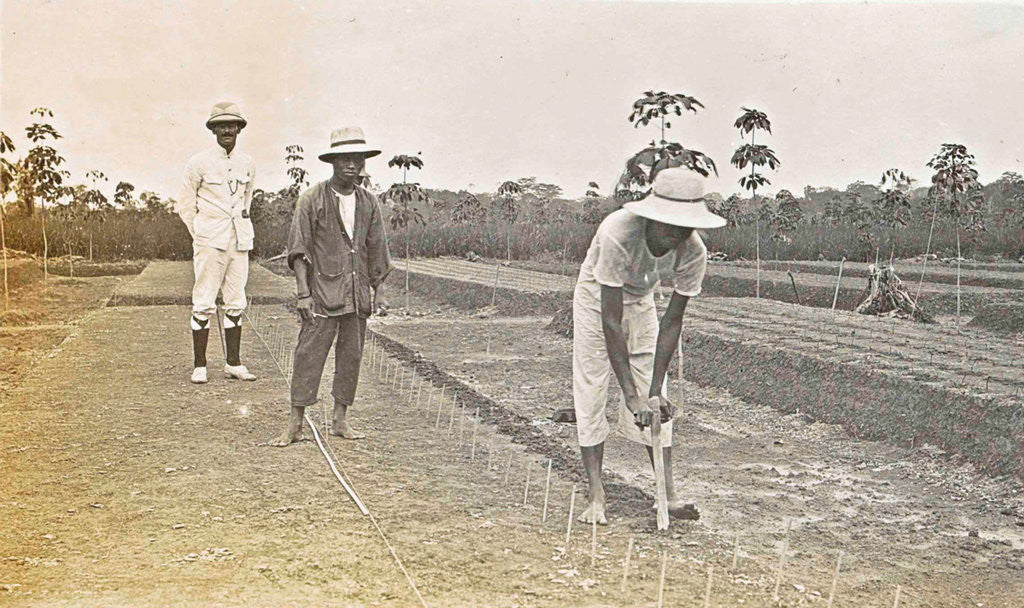 Detail of Sumatra indonesia, planting kibik (Soengai Tassik) by Anonymous