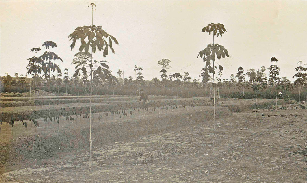 Detail of Sumatra indonesia bibit fields by Anonymous