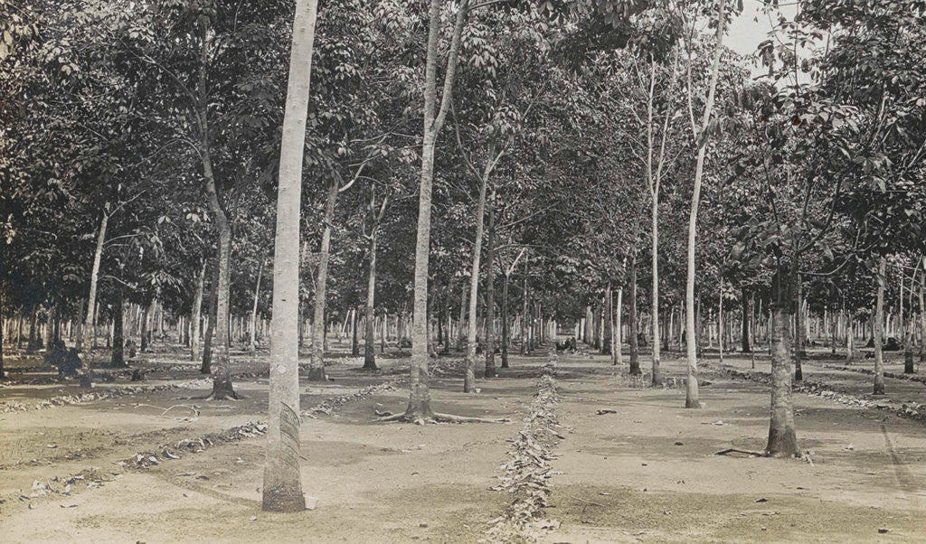 Detail of Sumatra indonesia, the cleaning of the rubber plantation by Anonymous