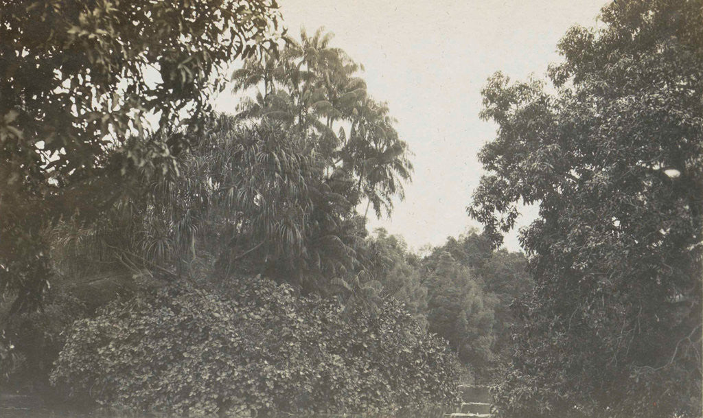 Detail of Singapore botanical garden by Anonymous