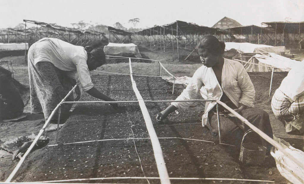 Detail of Sumatra, tobacco seedbeds field, Indonesia by Anonymous