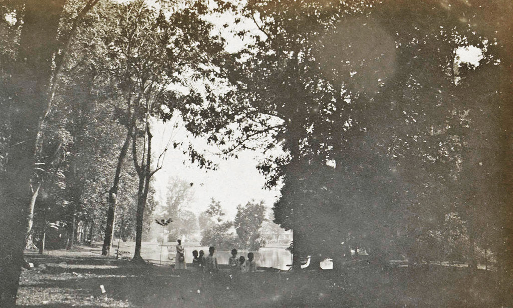 Detail of Buitenzorg, the botanical garden by Anonymous