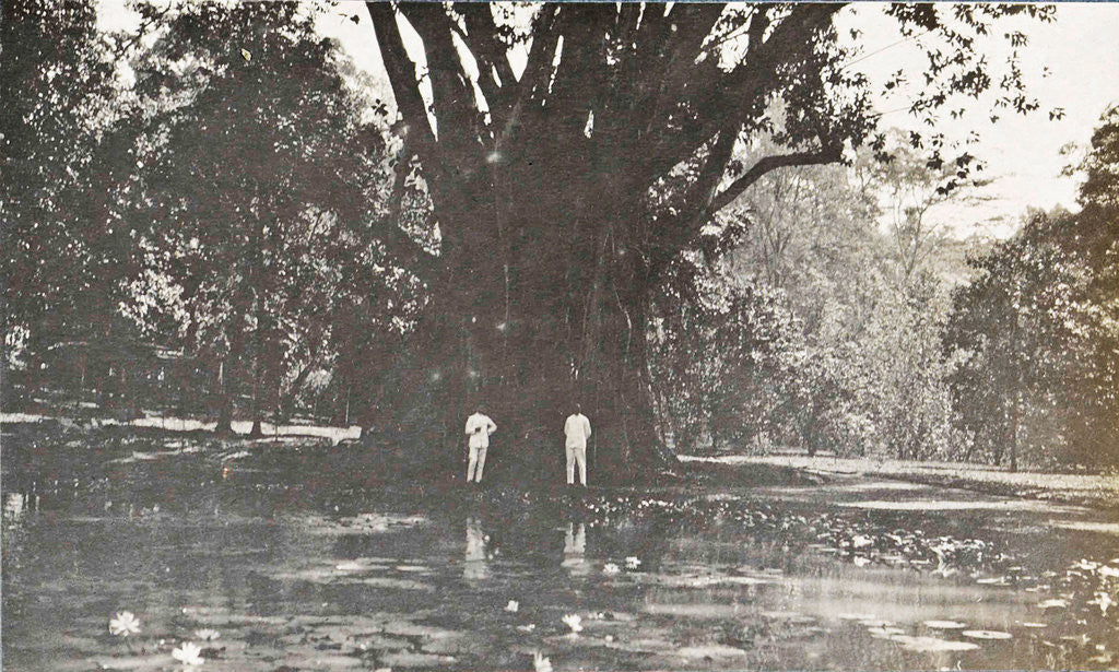 Detail of Buitenzorg, the botanical garden with small pond, Indonesia by Anonymous