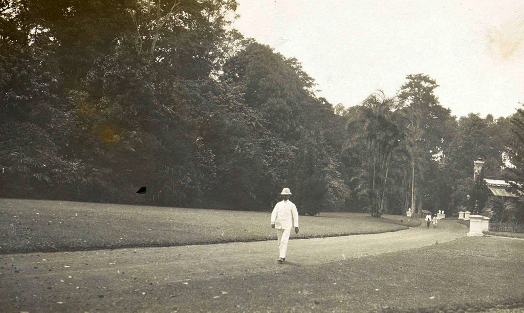 Detail of Buitenzorg, Indonesia, the botanical garden by Anonymous