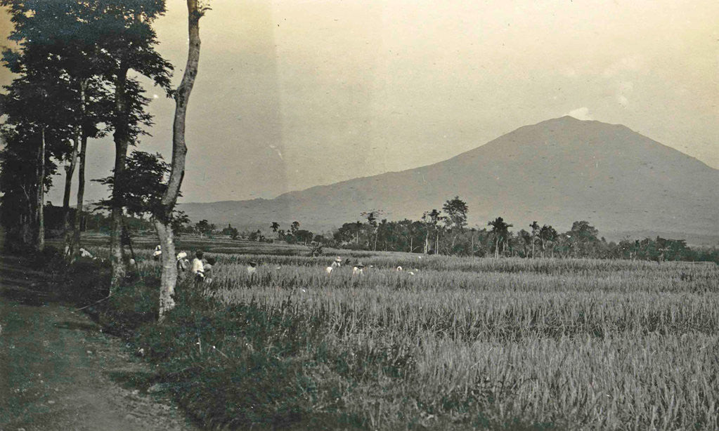 Detail of Priangan, the fields, Indonesia by Anonymous