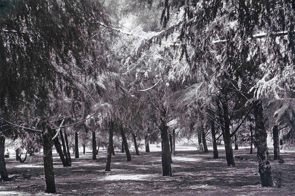 Detail of Java, Indonesia, hotel Tjiseroepan at Garvet, garden by Anonymous