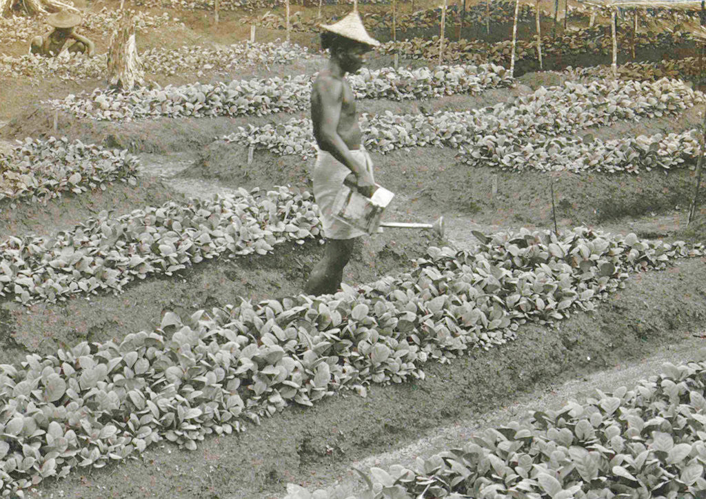 Detail of Sumatra indonesia, man waters the bibit by Anonymous
