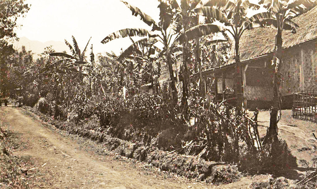 Detail of Java, Indonesia, trees along road with car trouble in Garut by Anonymous