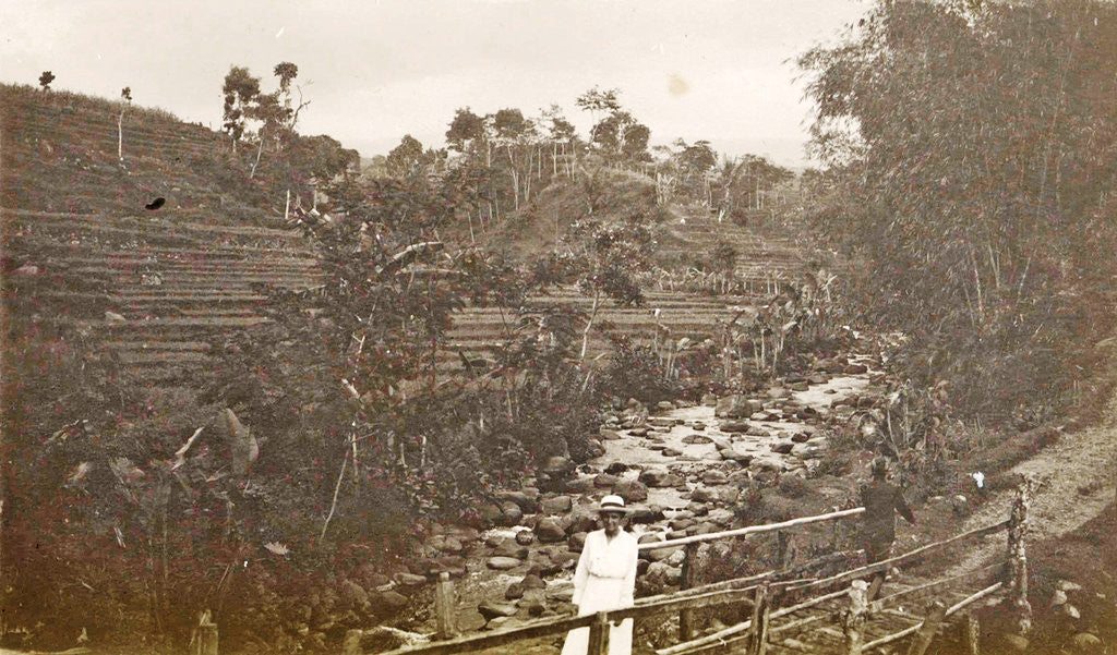 Detail of Java, Indonesia Ninisvbo with paddy fields and river by Anonymous