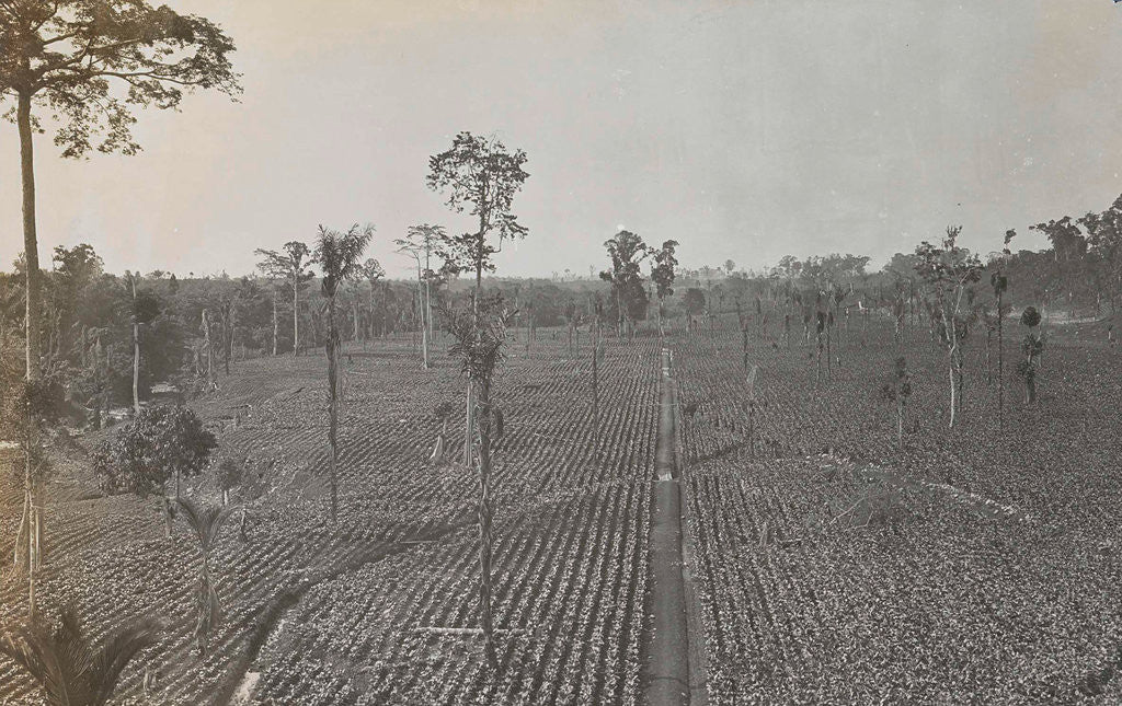 Detail of Sumatra indonesia view on tobacco field by Carl J. Kleingrothe