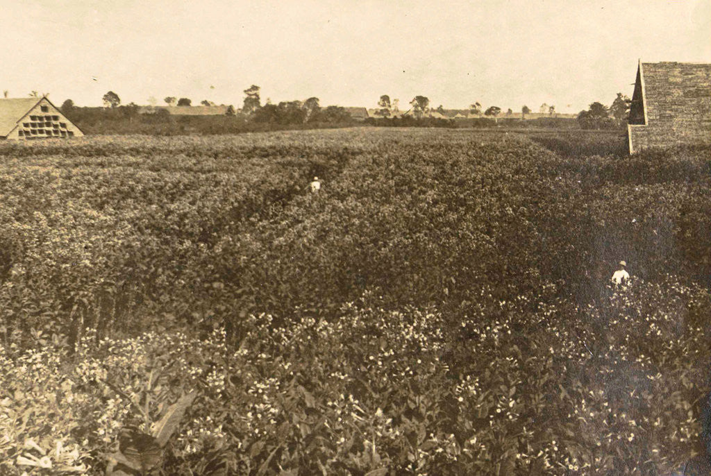 Detail of Sumatra indonesia Bindjey estate (Deli Mij) Tobacco field after 120 days by Anonymous