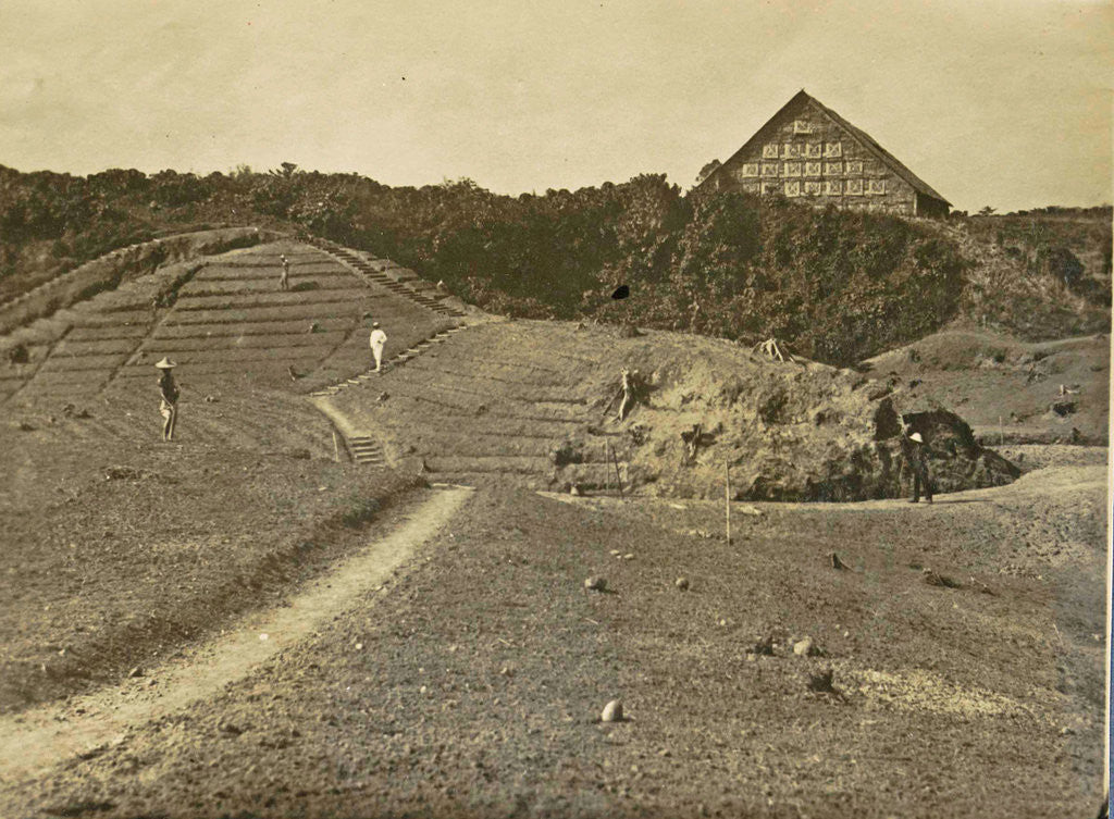 Detail of Sumatra indonesia Bindjey estate (Deli Mij) Tobacco field after 40 days by Anonymous
