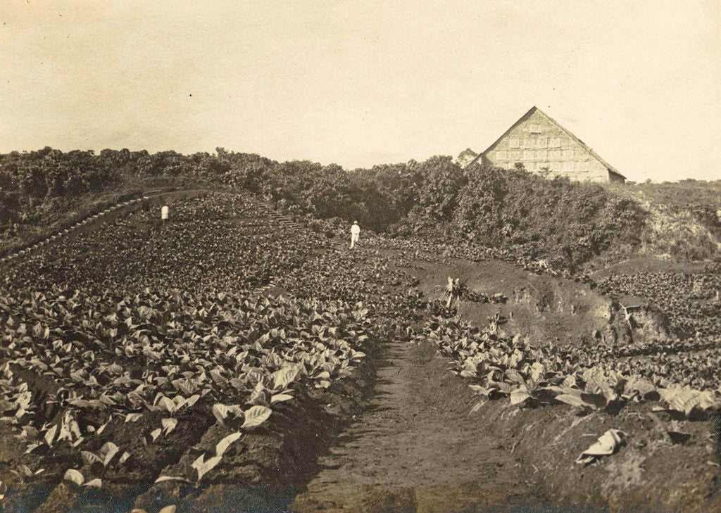 Detail of Sumatra, Bindjey estate (Deli Me.) Tobacco field after 80 days, Indonesia by Anonymous