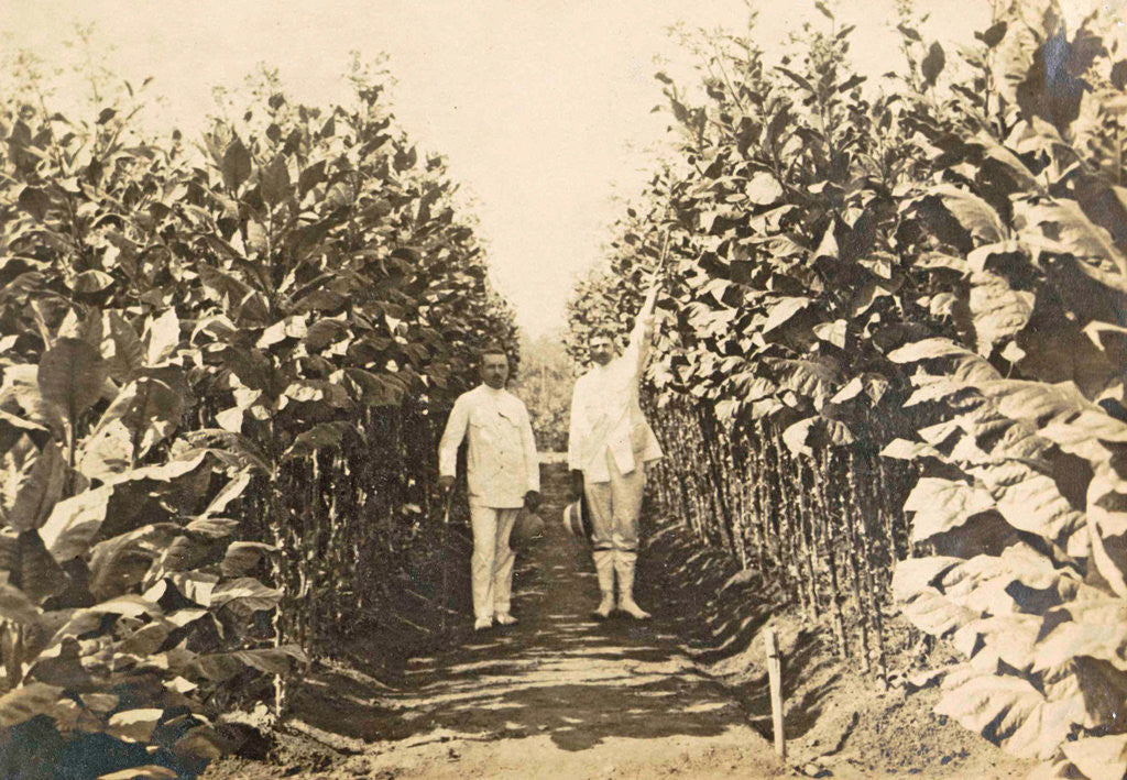 Detail of Sumatra, Bindjey estate (Deli Me.) Tobacco field after 120 days, Indonesia by Anonymous