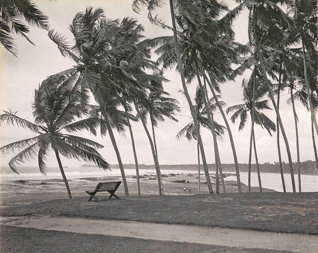 Detail of Ceylon in Colombo beach with palm trees and bench, Sri Lanka by A.W Plate & Co.