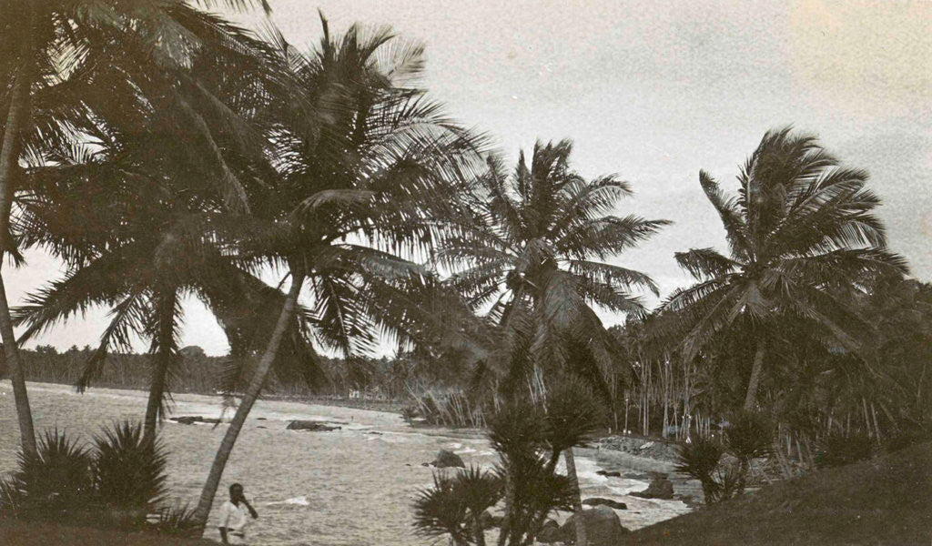 Detail of Ceylon, palm beach Mount Levinia in Colombo Sri Lanka by Anonymous