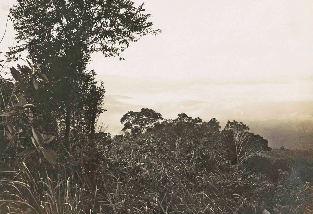 Detail of Batang river Toro rubber areas, Indonesia by Anonymous
