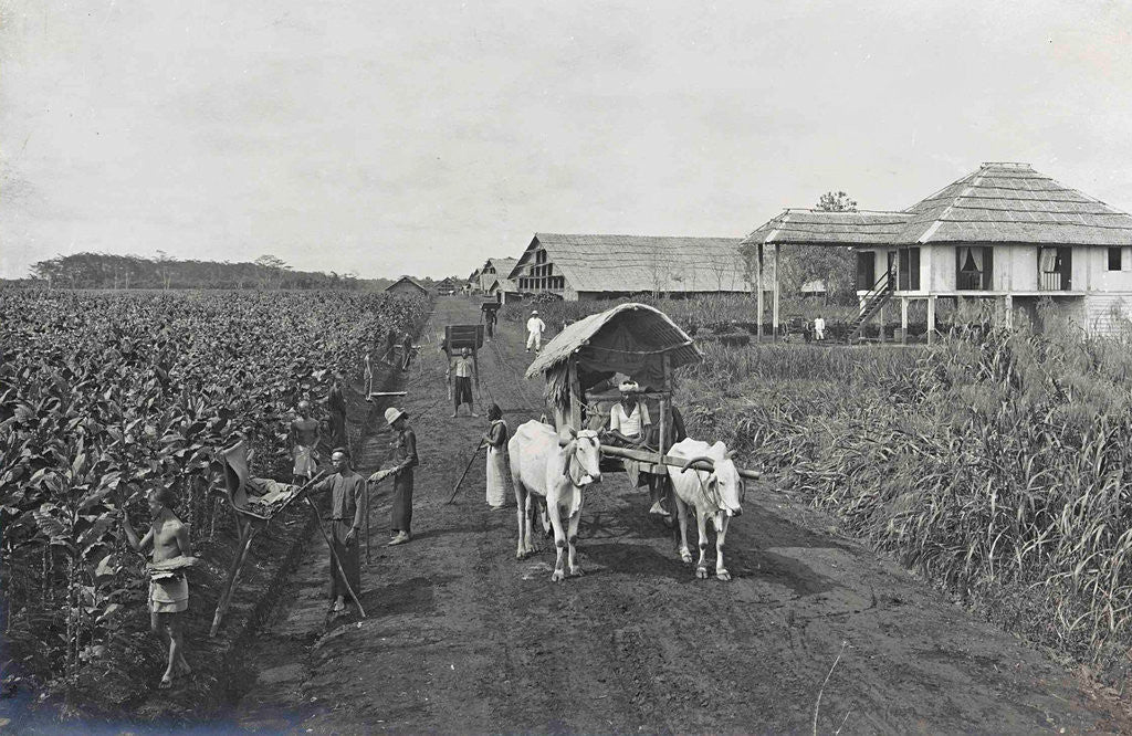 Detail of Sumatra indonesia, planting tobacco, ox cart to home by Carl J. Kleingrothe