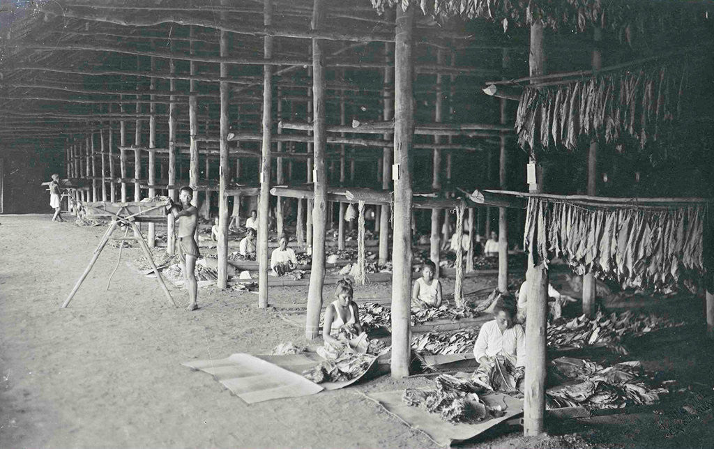 Detail of Sumatra indonesia, threading tobacco leaves in dry barn by Carl J. Kleingrothe