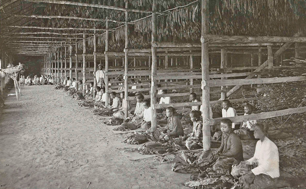 Detail of Sumatra indonesia, threading tobacco leaves in dry barn by Carl J. Kleingrothe