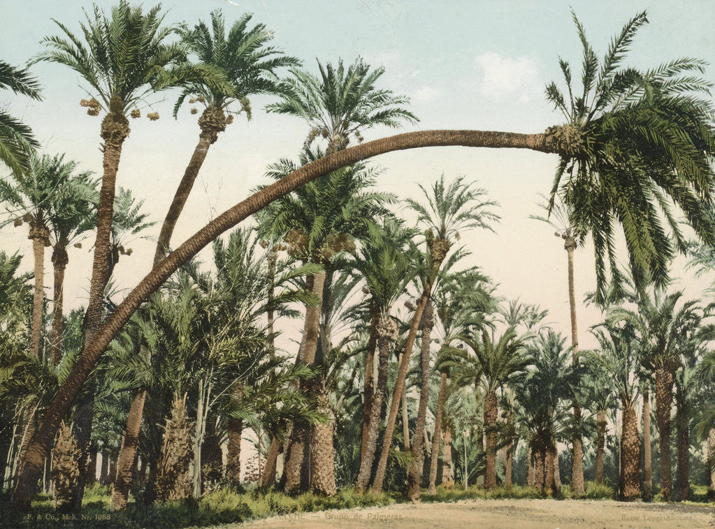 Detail of Palm Garden of Elche, Spain by F & Co.