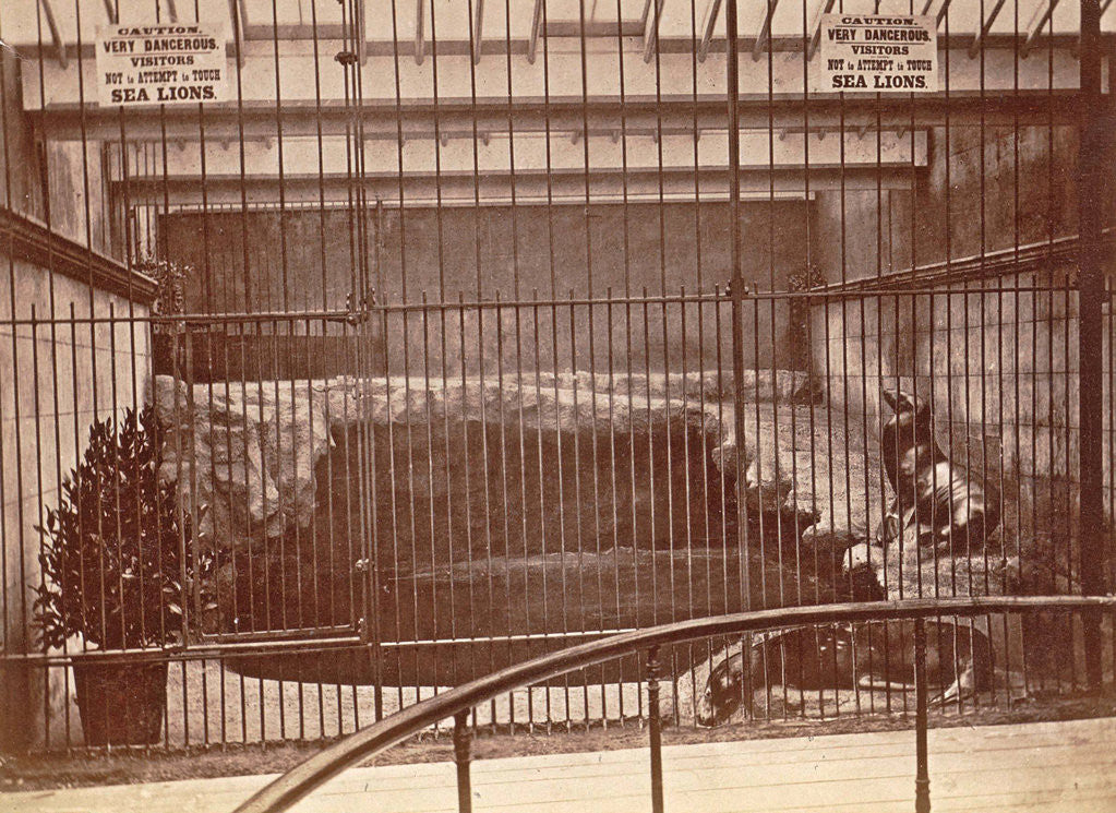 Detail of Lattice cage with lions and warning signs in the aquarium Brighton UK by Anonymous