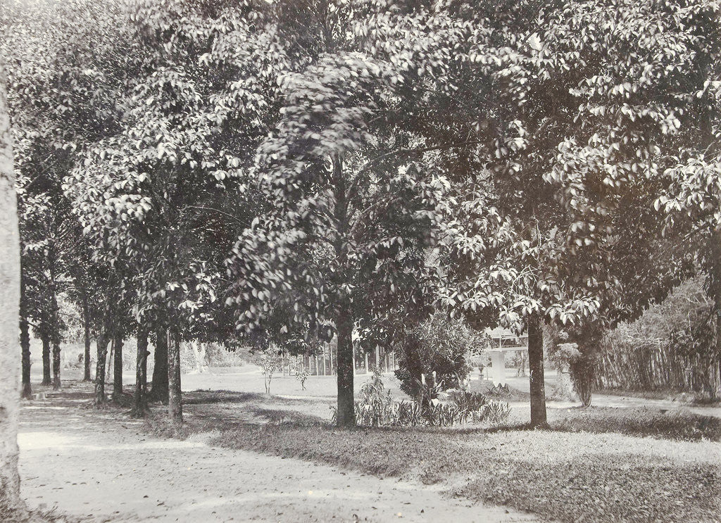 Detail of Garden or park in the Dutch East Indies, indonesia by Anonymous