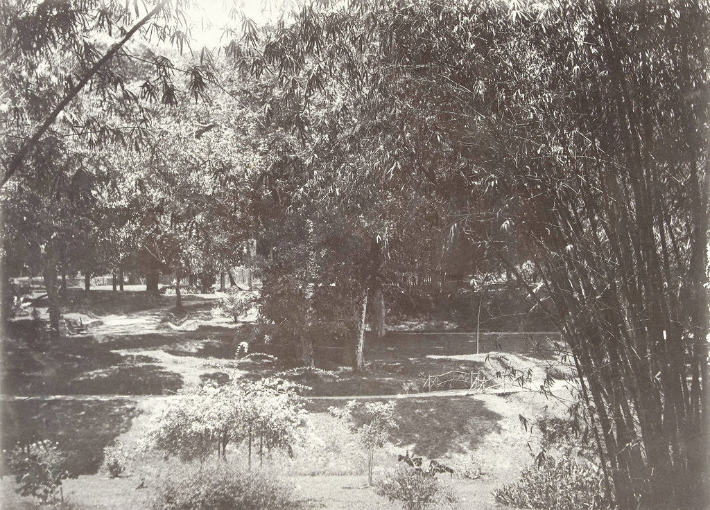 Detail of View of garden or park in the Dutch East Indies, indonesia by Anonymous