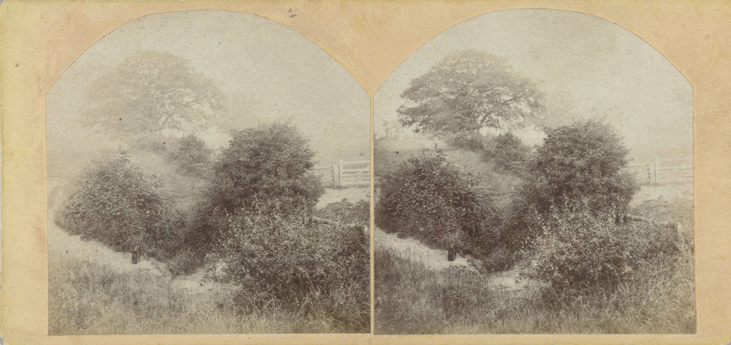 Detail of In Prestbury Park near Cheltenham UK by E. Fixon