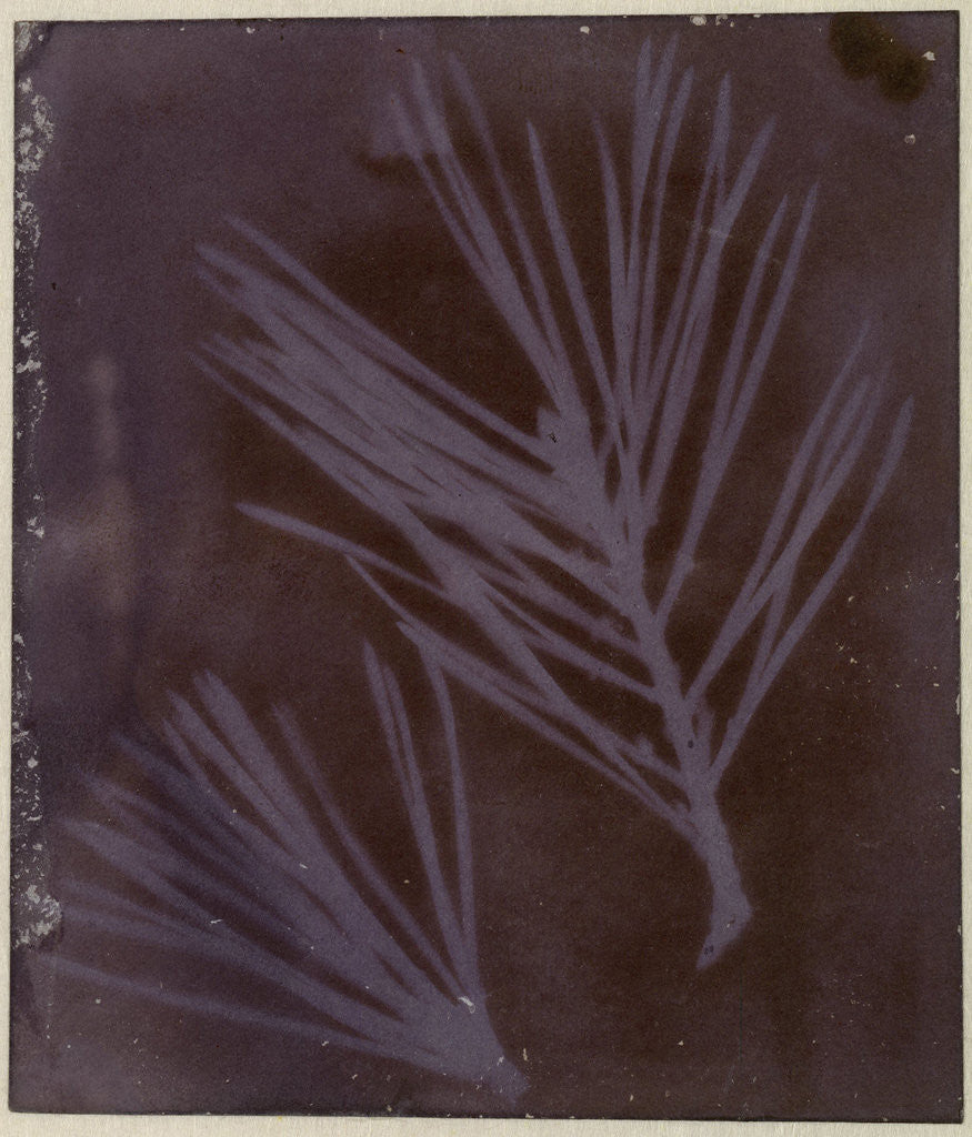 Detail of Pine Needles by Anonymous