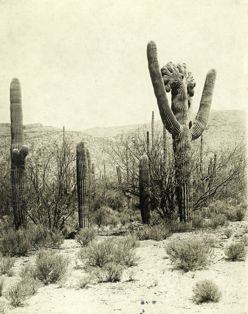 Detail of Giant Cactus in the desert near Tucson USA by Anonymous