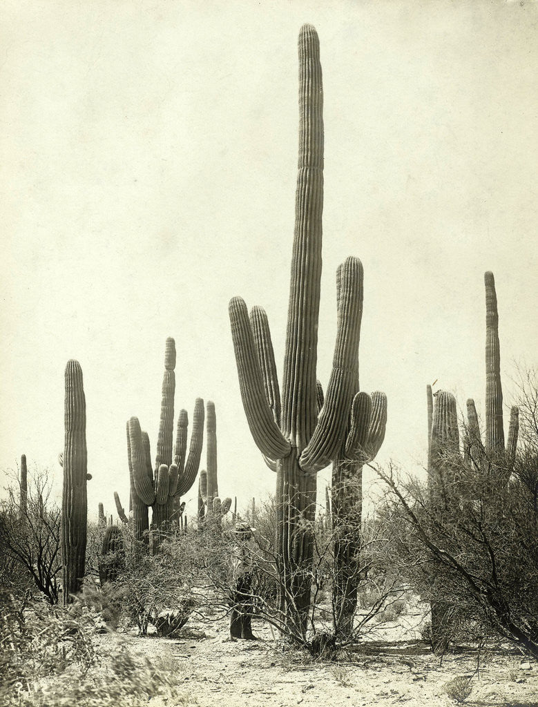 Detail of Giant Cactus in the desert of Tucson USA by Anonymous