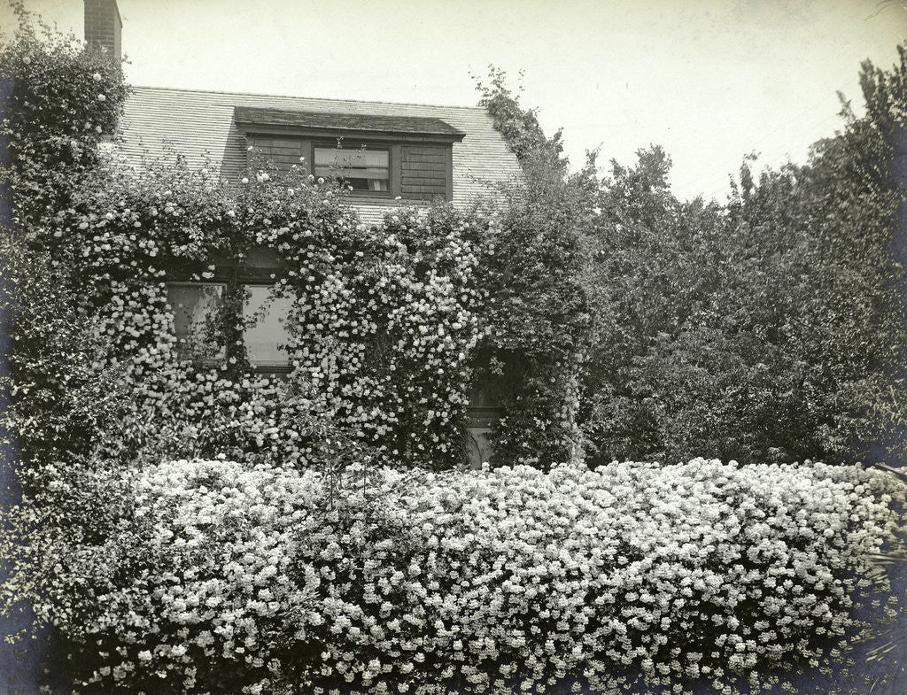 Detail of Garden and house overgrown with roses by Anonymous