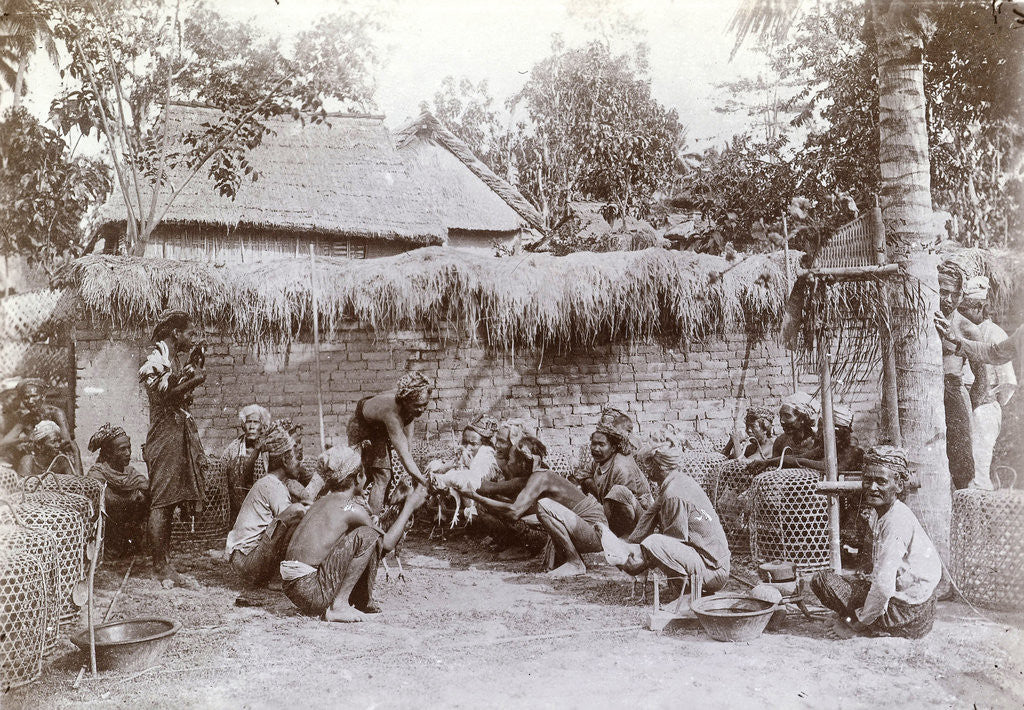 Detail of Cockfight in Bali, Indonesia by Anonymous