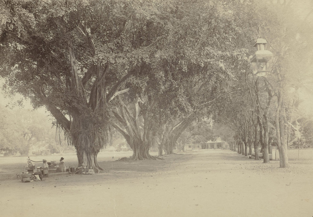Detail of Street with large trees and sellers in Indonesia by Anonymous