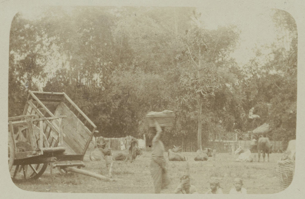 Detail of View of a farm with cows in Surabaya, Indonesia by Anonymous