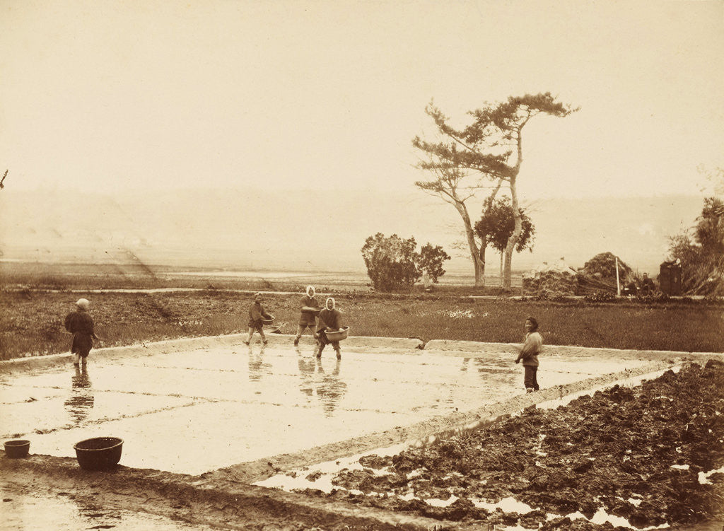 Detail of Farmers sow rice in the rice fields in Japan by Anonymous