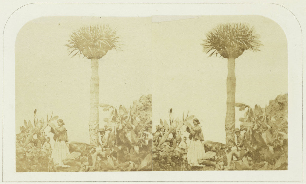 Detail of Cochineal Gatherers at Orotava Tenerife, Canary Islands by Lovell Reeve