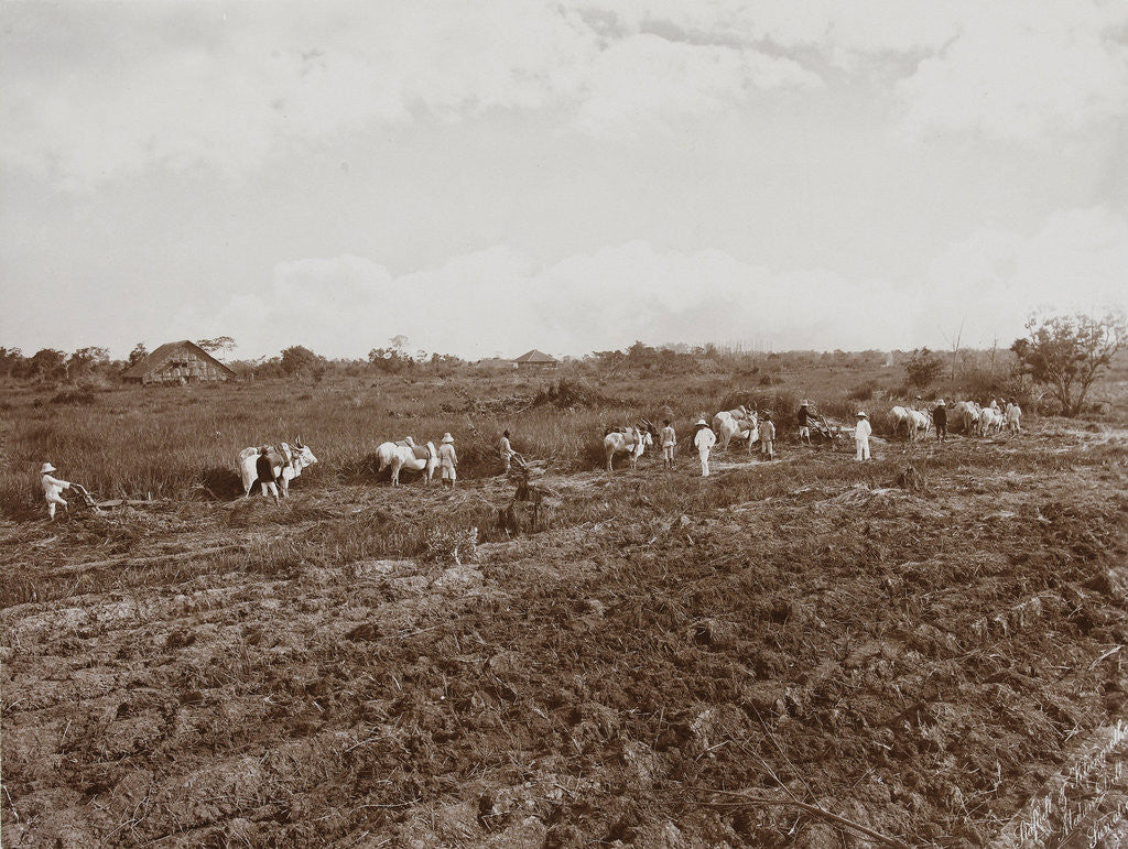 Detail of Workers with oxen plowing a field in Sumatra by Carl J. Kleingrothe