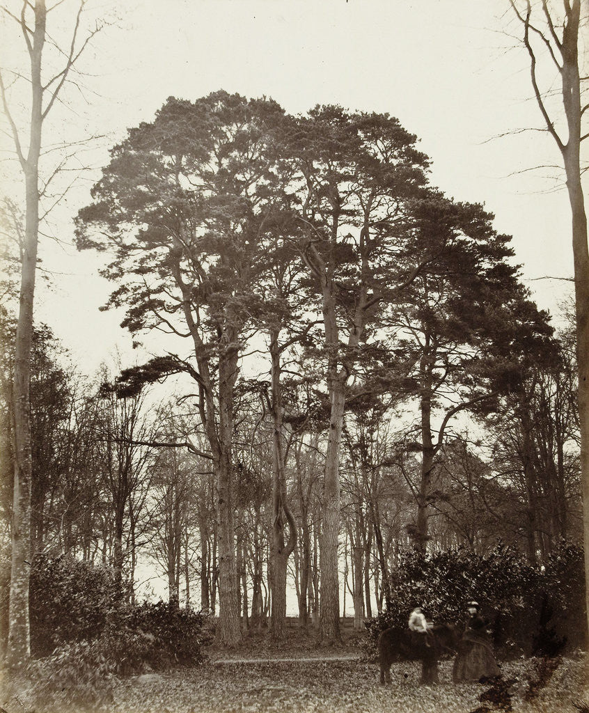 Detail of Group conifers near the obelisk at Windsor Estate by William Bembridge