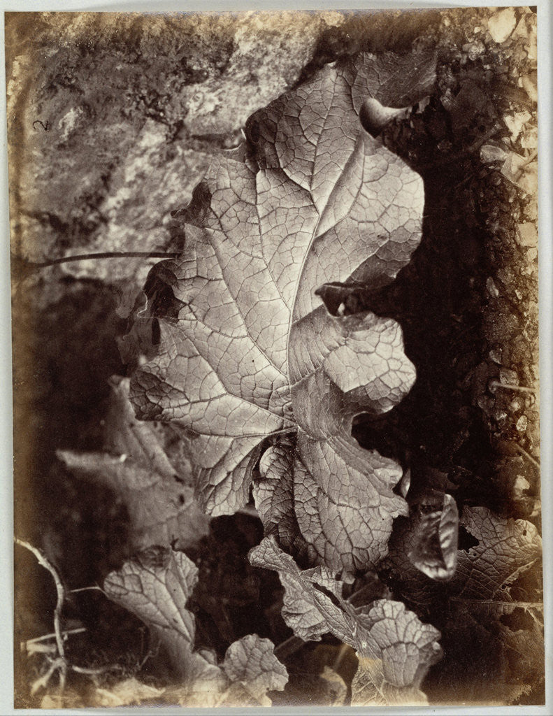Detail of Study of a leaf by Robert Burrows