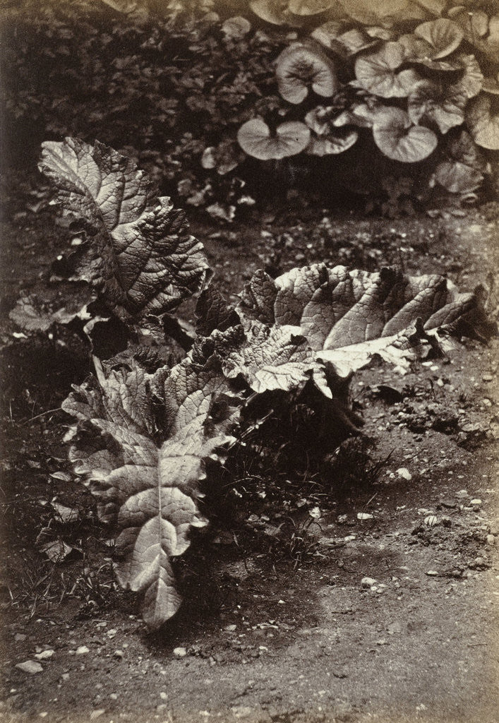 Detail of Study of a leaf by Robert Burrows