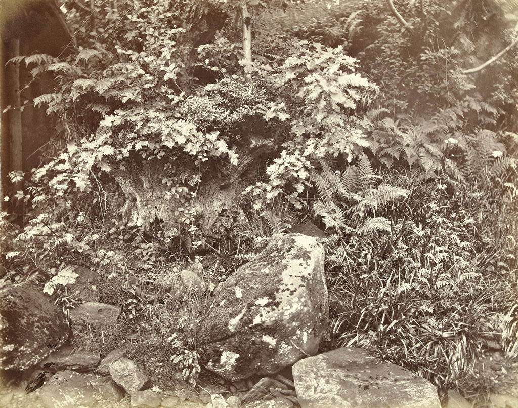 Detail of Plants and other vegetation by William Church