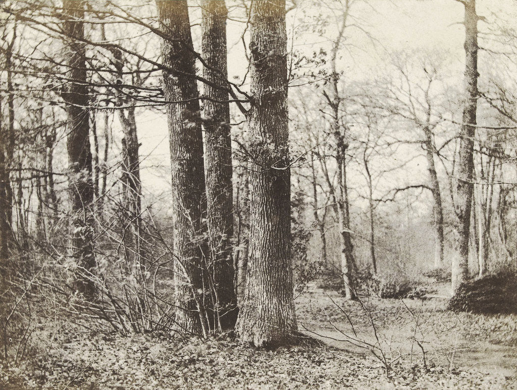 Detail of Tree Study by Hendrick Hondius I