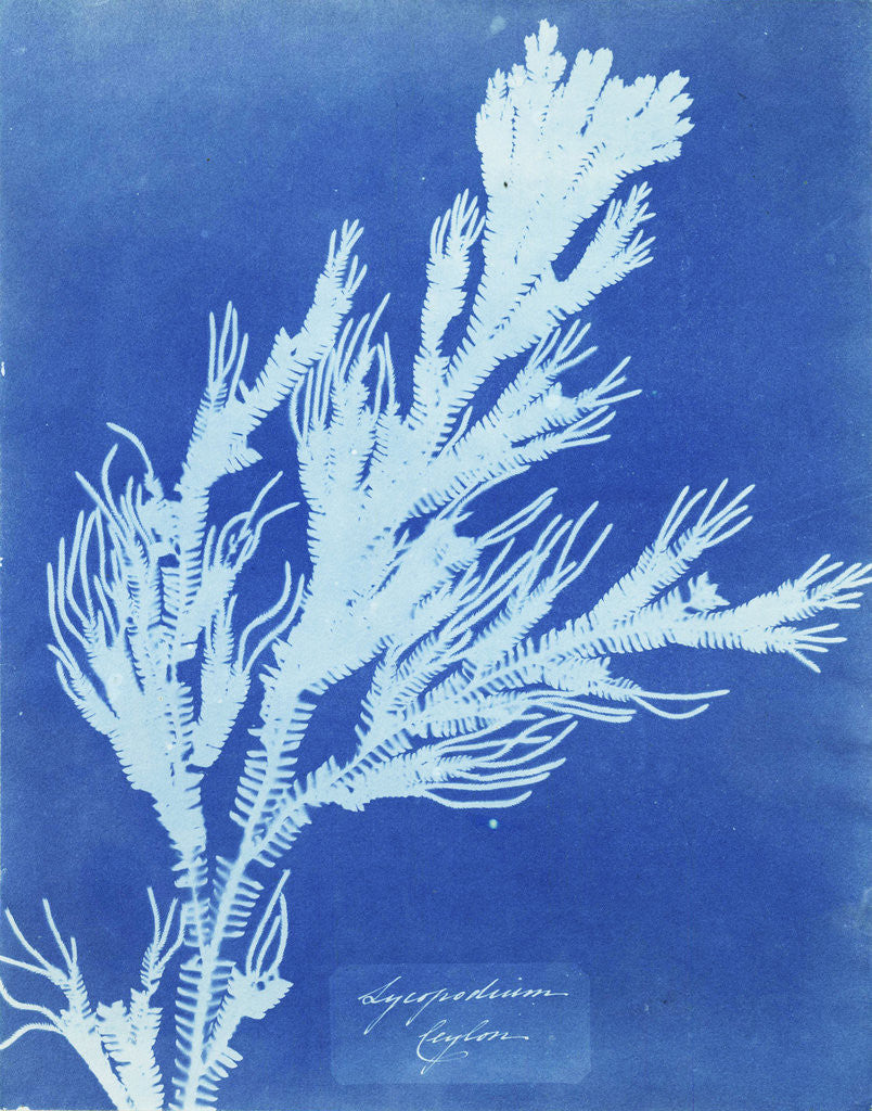 Detail of Clubmoss trace plant, Lycopodium Ceylon by Anna Atkins