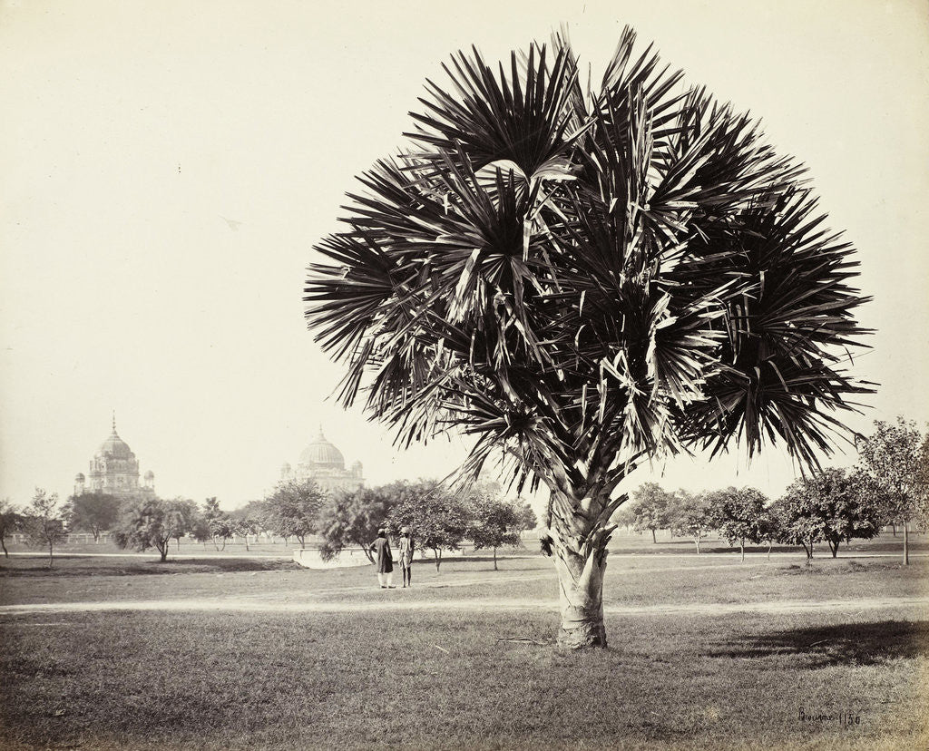 Detail of A Palm Tree Study, Lucknow, India by Samuel Bourne