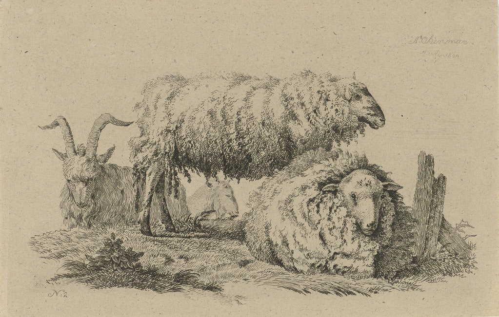 Detail of Two sheep and two goats by Anthony Oberman