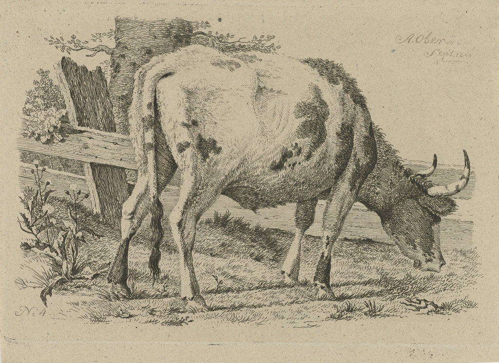Detail of Grazing cow at a fence by Anthony Oberman