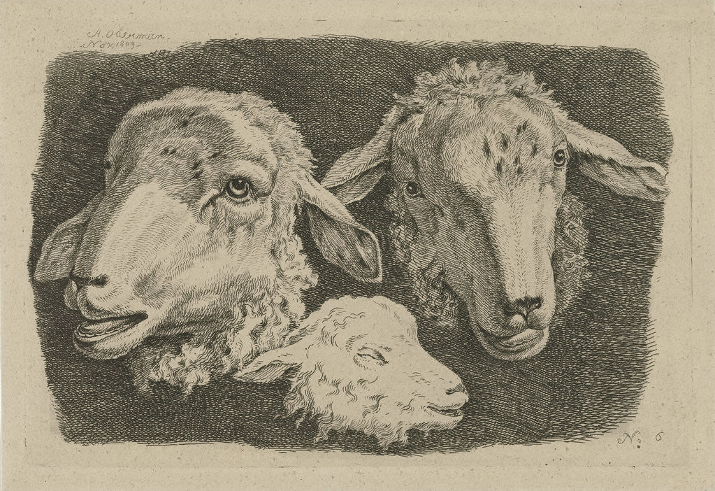 Detail of Two sheep heads and a head of a lamb by Anthony Oberman